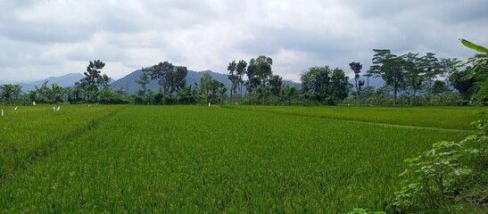 Expansive Green Rice Fields Under Cloudy Sky