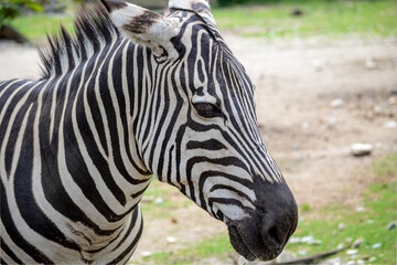 Fototapeta premium zebra close up
