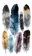 Feathers arranged on white