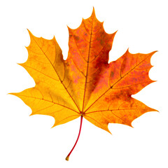 Fototapeta premium Colorful Autumn Maple Leaf Transparent PNG