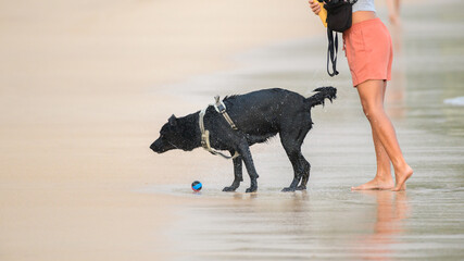 A wet black dog wearing a harness shakes off water while standing on the wet sand, just after fetching a small blue and red ball. A barefoot person stands near
