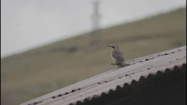 aves silvestres de los andes peruanos (Huancavelica)