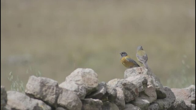 aves silvestres de los andes peruanos (Huancavelica)