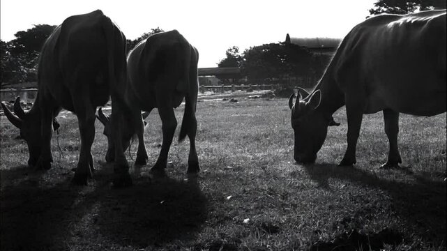 Grazing Buffaloes in Black and White