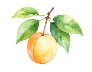  Watercolor Illustration of Fresh Apricot with Green Leaves, Isolated on Transparent Background PNG