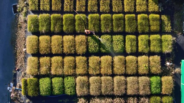 Aerial view of native plants nursery in rows, New Zealand.