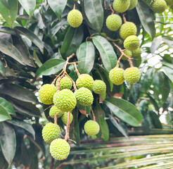 Pile of fresh kacha Lychee on branch of tree, top view