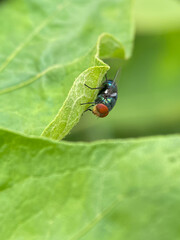 Portrait of green fly perched on plant with blurry background