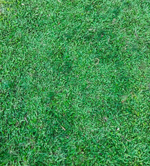 Green grass , growing requires care, water, sunlight , and pruning . All the time to be beautiful all the time.