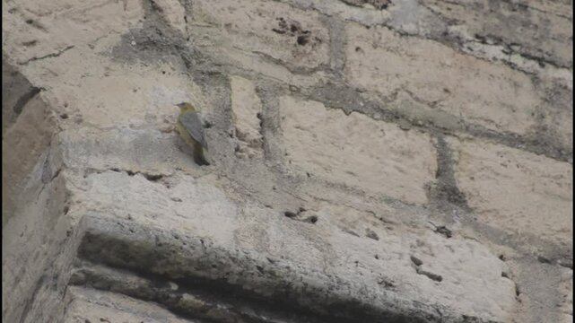 aves silvestres de los andes peruanos (Huancavelica)