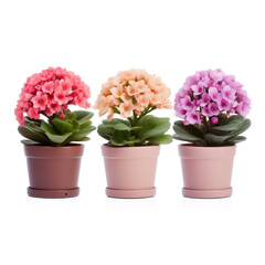 Three potted plants with pink, peach, and purple flowers in a row.