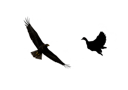 Isolated Transparent Background Illustration Of Flying Eagle Silhouette