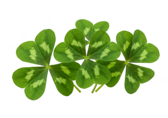 Isolated Transparent Background Image of Green Shamrock Clover Symbol