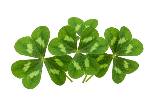 Isolated Transparent Background Image of Green Shamrock Clover Symbol