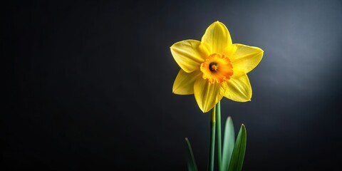 Fototapeta premium Daffodil flower isolated on black background with bright yellow petals and green stem against a dark grey or black background