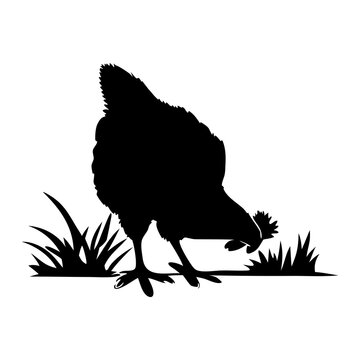 black chicken pecking grass clip art preview
