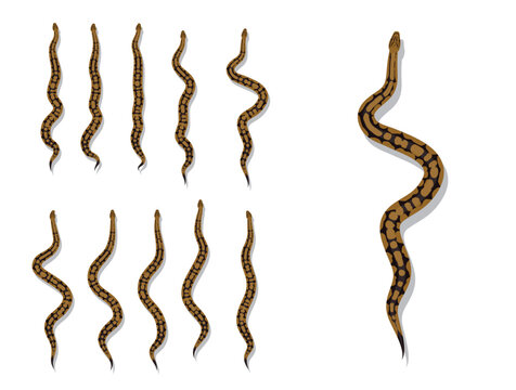 Snake Ball Python Spider Morph Animal Animation Sequence Cartoon Vector
