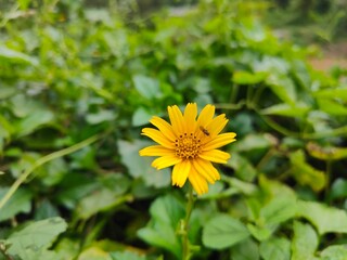 Macro shot of a vibrant yellow Creeping-oxeye (Sphagneticola trilobata) flower in a garden. A beautiful macro photograph of a bright yellow Singapore Daisy or Creeping-oxeye flower