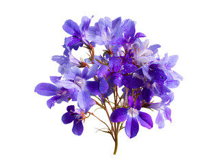 Beautiful Lobelia flower isolated on transparent background png