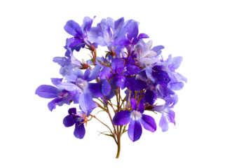 Beautiful Lobelia flower isolated on transparent background png