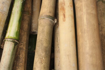 Aging bamboo stalks showing a natural gradient from green to brown, highlighting organic textures...