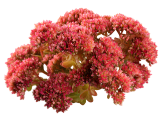 Beautiful Sedum flower isolated on transparent background.png