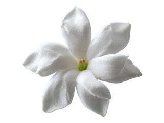 Beautiful Stephanotis flower isolated on transparent background png