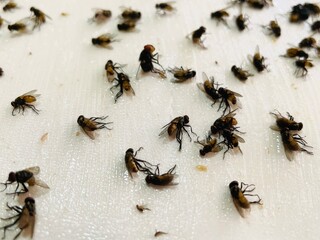 Close-up of a Sticky flypaper or fly trap which is a vector for several diseases that affect human...