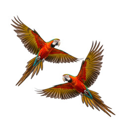 Obraz premium Illustration Two Flying Scarlet Macaw Parrots with Vibrant Plumage and Transparent Background