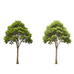 Obraz premium Illustration Two Green Tree Isolated With Transparent Background