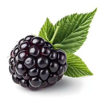 Farkleberry &ndash; Dark and Glossy Wild Berry with Deep Hue on White Background