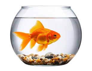 Realistic Goldfish in Glass Bowl  Transparent Background PNG