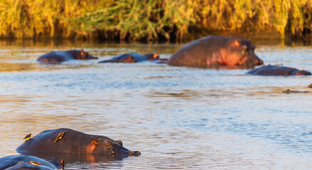 Telephoto of a hippopotamus, Hippopotamus amphibius, floating partially submerged in a hippo pool...