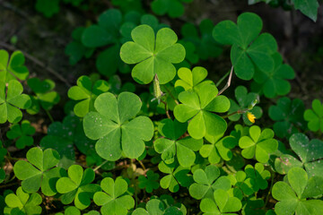The wood sorrel, from the Oxalis genus, catches the eye heart leaves