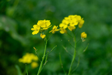 Mustard flowers of Brassica plants, blooming five petaled flower