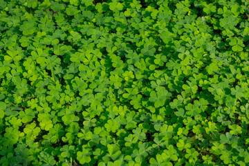 Green plants with leaves patterns, known as Trifolium or Oxalis