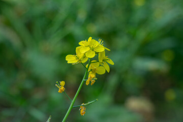The mustard plant or Brassica juncea, four petaled yellow flowers