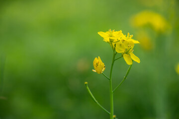 Mustard plants seeds widely used in the production of edible oils