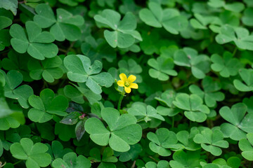 Oxalis genus wood sorrel, small yellow flower, 3 leaves heart shaped