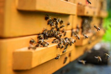 A lively apiary scene features bees buzzing around wooden beehives on a sunny day. Honeybees are...