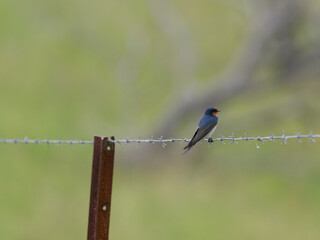 Welcome Swallow (Hirundo neoxena) perched on a barbed wire fence with rusty post and bokeh background.