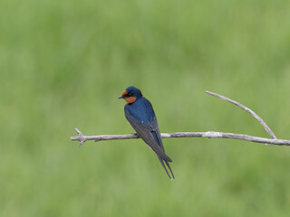 Welcome Swallow (Hirundo neoxena) perched on a branch with green bokeh background