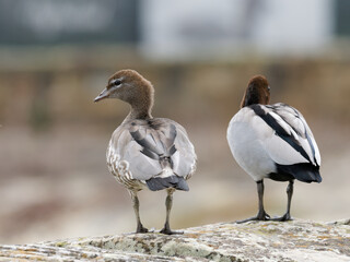 A pair of Maned Ducks also known as Australian Wood Ducks (Chenonetta jubata) standing on a sandstone dam wall with bokeh background