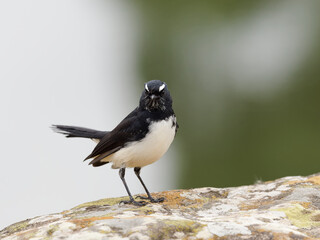 Willie Wagtail (Rhipidura leucophrys) standing on a sandstone wall with backlit bokeh background