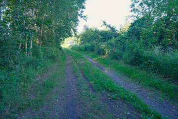 Fototapeta premium forest country road in green summer