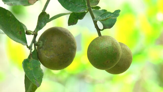  The lime is affected by a disease ,which causes the skin of the fruit to look unattractive