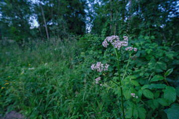 Fototapeta premium Common Valerian flower against green background - Valeriana officinalis