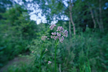 Common Valerian flower against green background - Valeriana officinalis