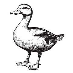 A duck vector illustration silhouette