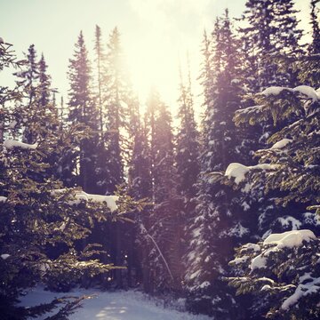 Fototapeta Snow covered trees against sky at forest